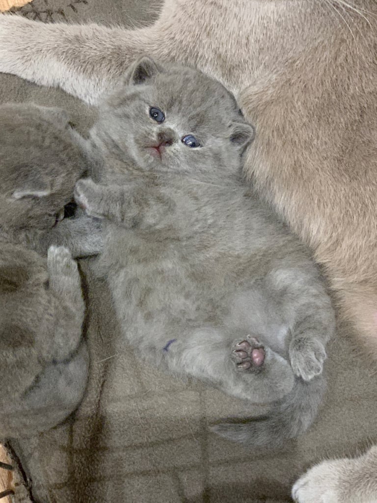 1 Boy Left - GCCF Pedigree Pure Blue British Shorthair