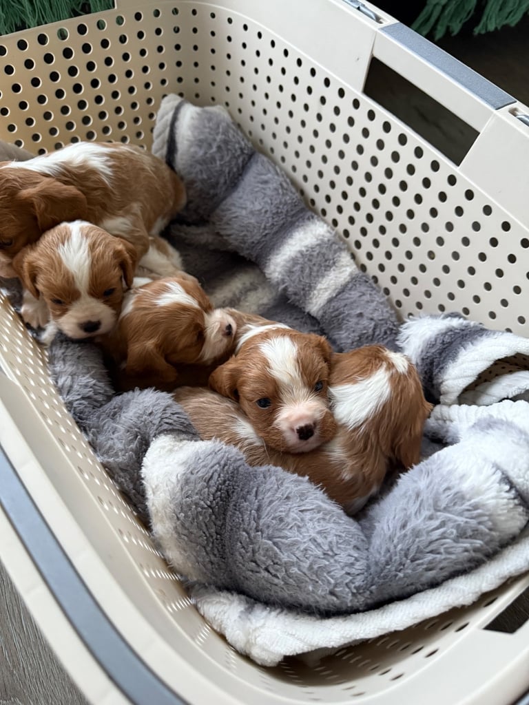 King Charles puppies only 3boy left 
