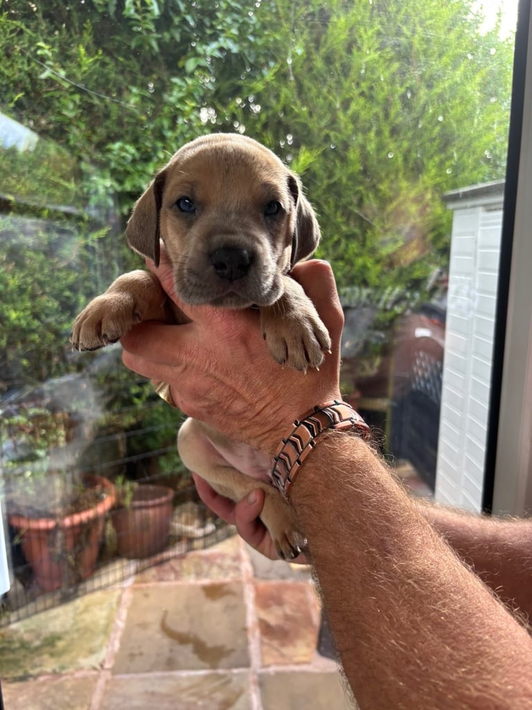 Dogs Puppies for Sale in England Gumtree