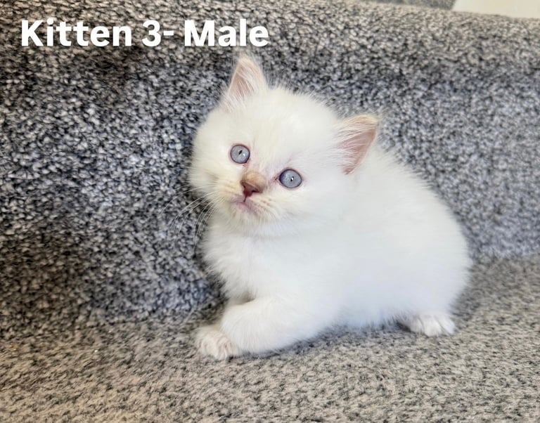 Beautiful British short hair/Ragdoll kittens