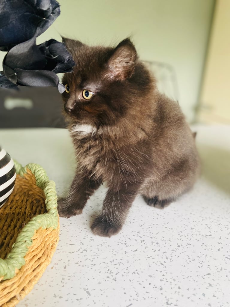 Siberian Dolls - Ragdoll x Siberian Kittens 