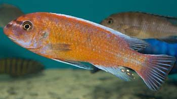Malawi cichlids tropical fish and syndontis catfish 