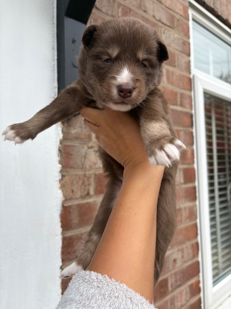 Pedigree Siberian Husky Puppies 3 GIRLS LEFT!!