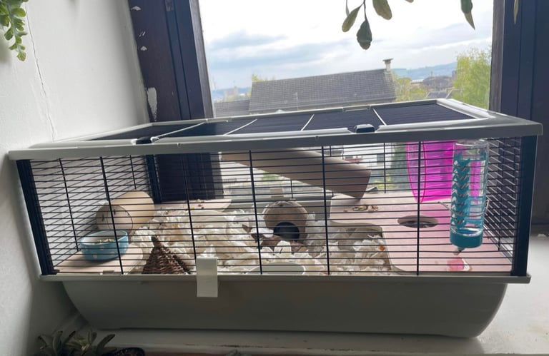 Hamster cage+ hamster and accessories