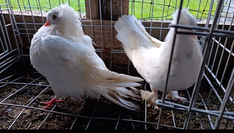 Fancy Pigeons 
