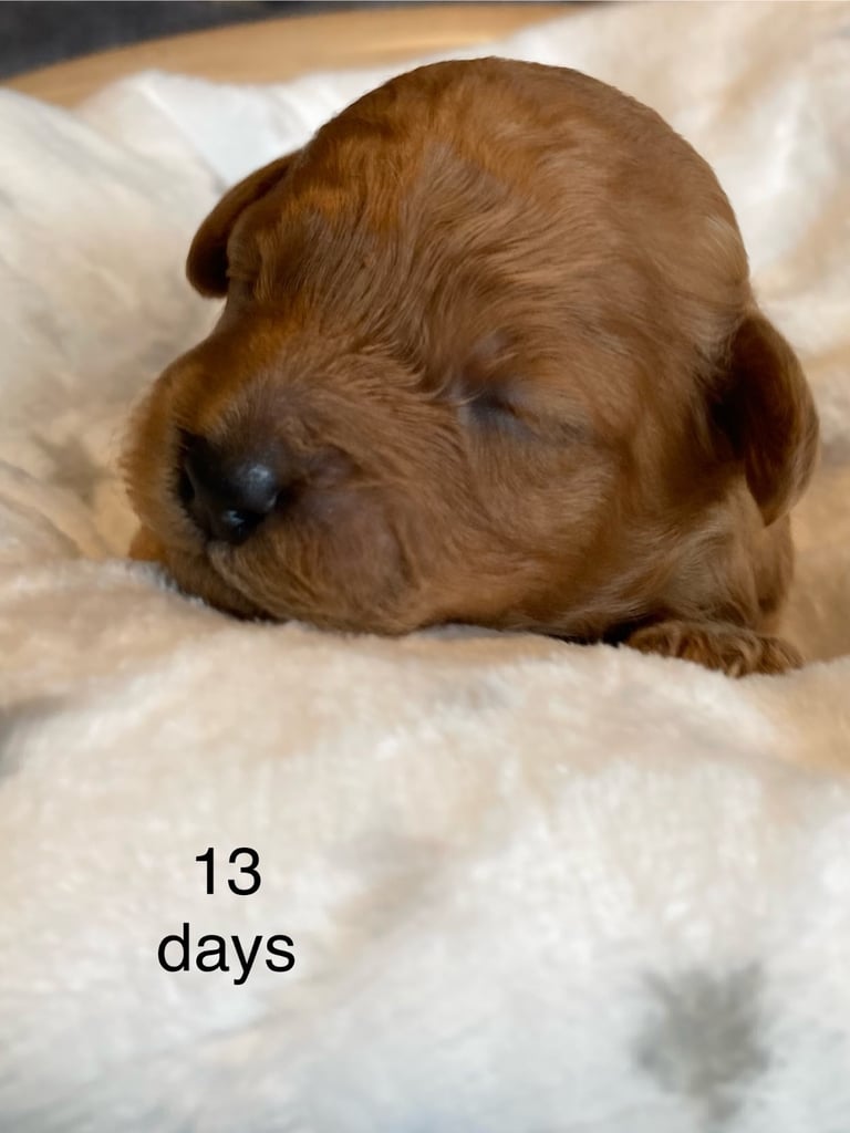 F1B COCKAPOO PUPPY