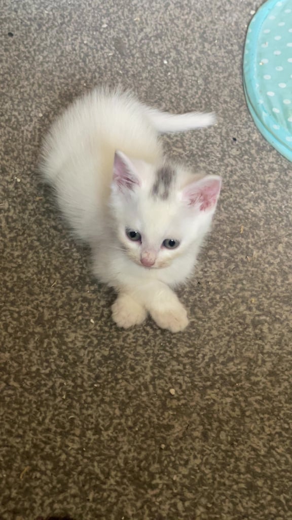 White, dilute calico kittens ready to go