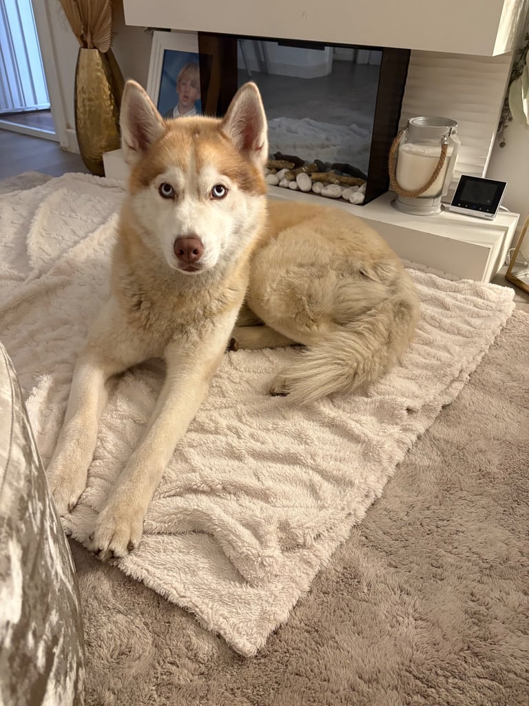 Pedigree Siberian Husky Puppies 3 GIRLS LEFT!!