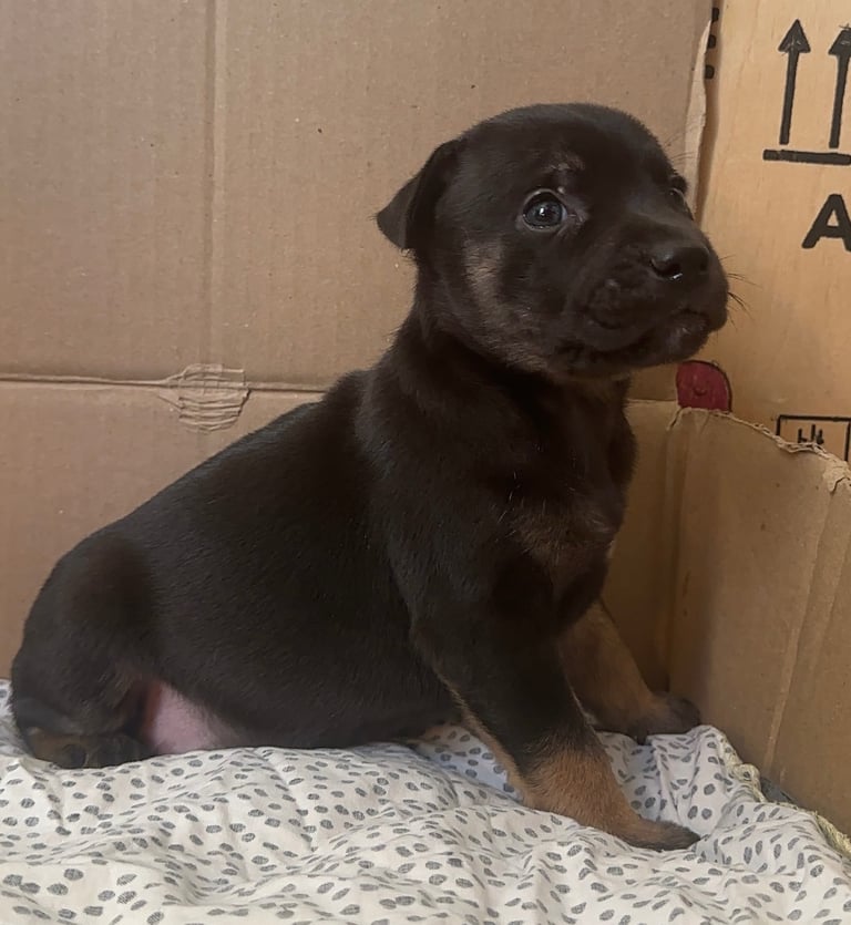 Staffy Puppies Brindle Black Boy London Staffordshire Bull Terrier Puppy