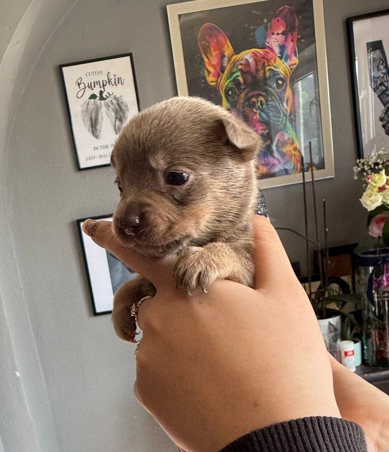 9 * all reserved *beautiful dachshund cross pom puppies 