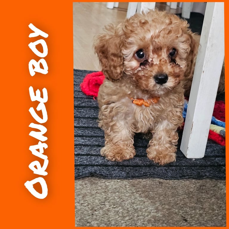 Beautiful litter of Cavapoo Boys