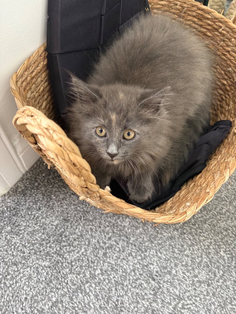 Maine Coon Cross Kitten 