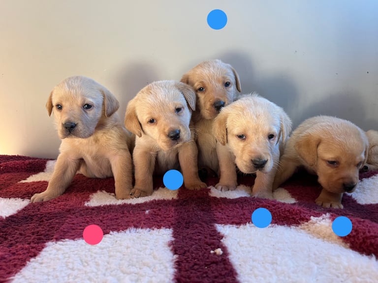 Labrador puppies 