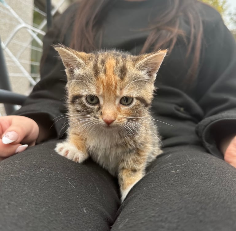 Beautiful kittens looking for a forever home