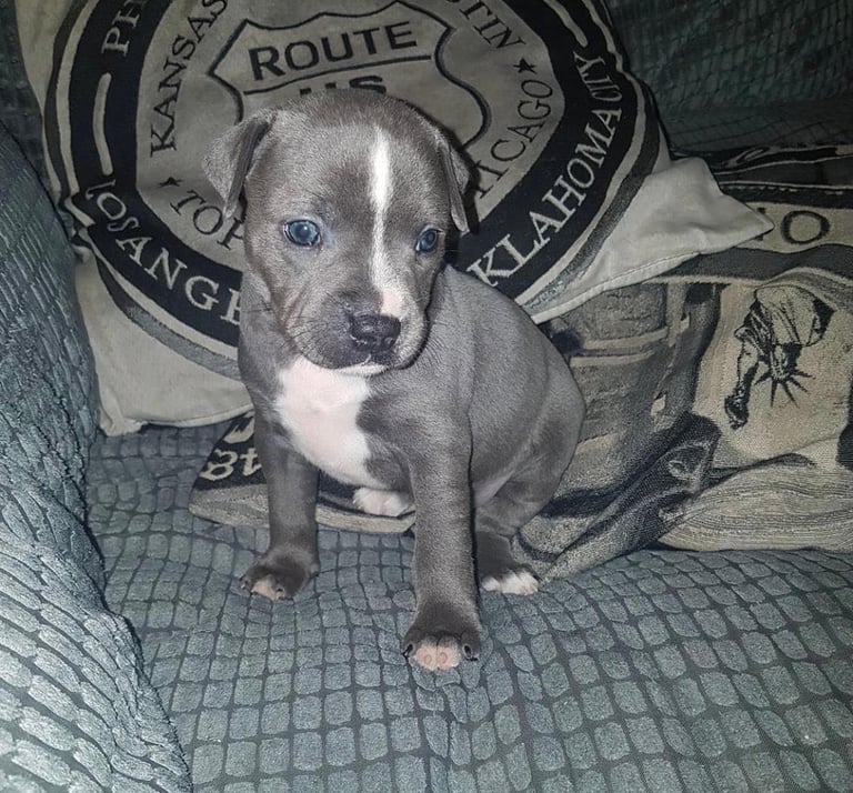 Blue Staffordshire bull terrier puppies 