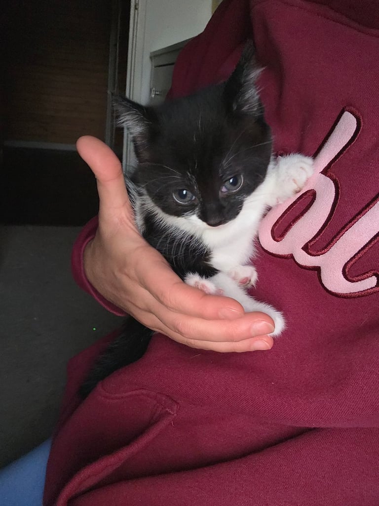 Kittens