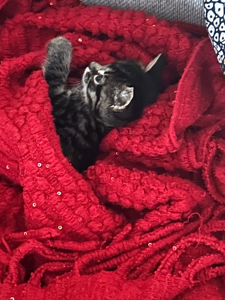 Kittens looking for a forever home