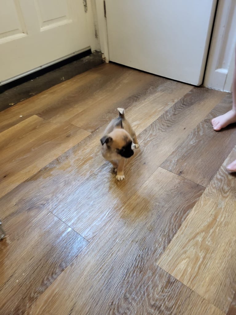 6 Jack Russel x Chihuahua puppies 