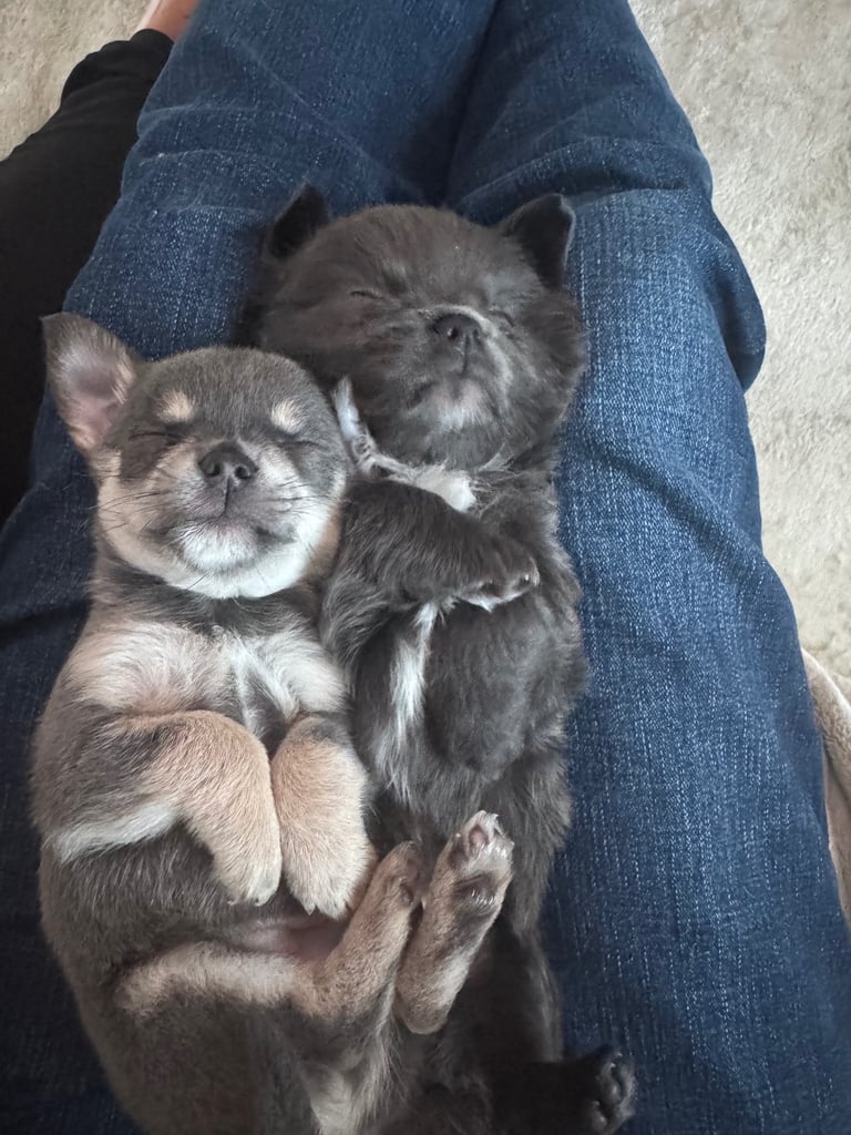 Beautiful Teddy Bear chihuahua looking for his forever home 
