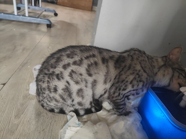 Blue  and snow roasted Bengal s