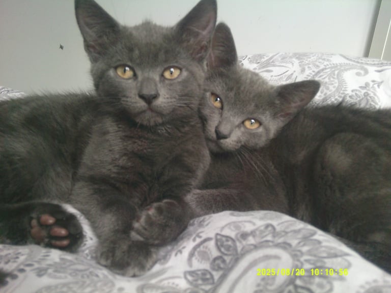 *REDUCED PRICE* Adorable kittens ready for a loving home !!! 