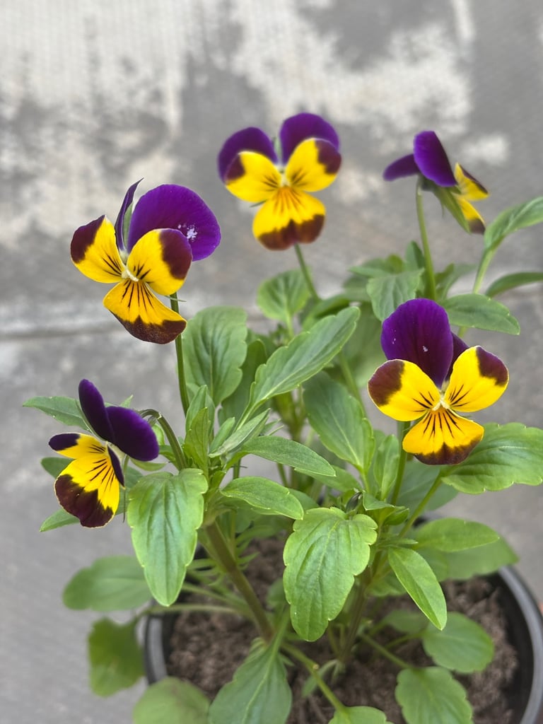 image for ✨Mixture of Pansies & Voilas✨