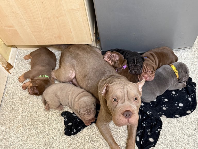 Bullpei Puppies