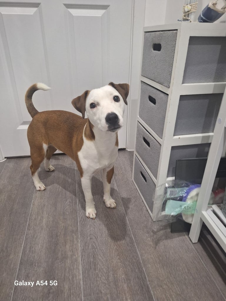 Parson Jack Russell Terrier Boy