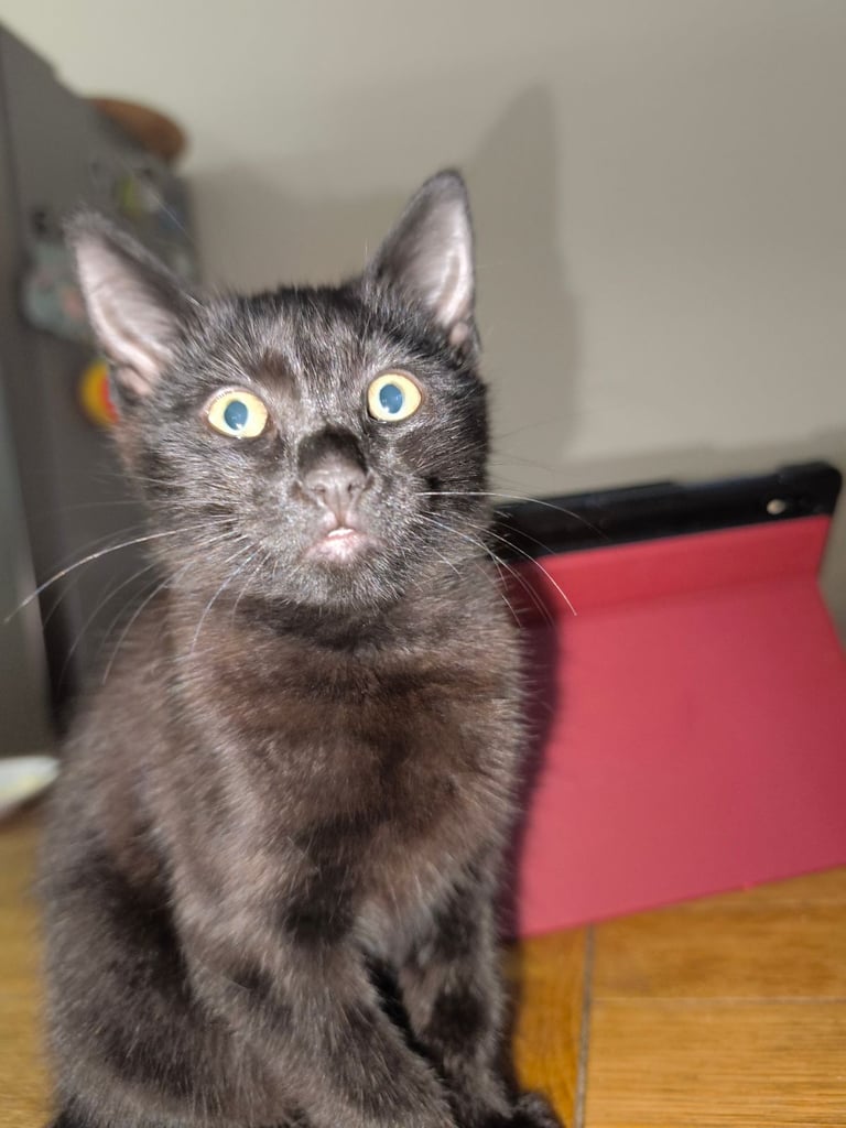 X Bengal kitten