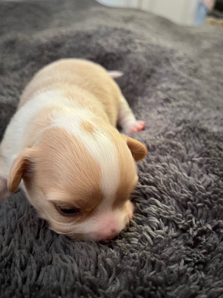 Chihuahua X Toy poodle
