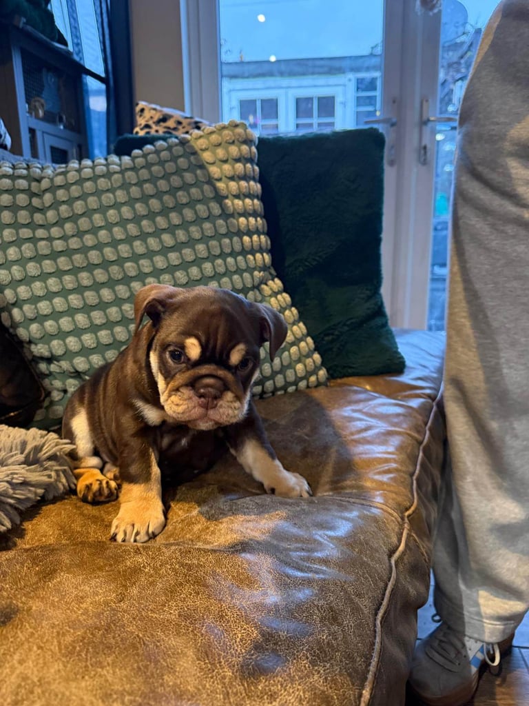 8 Week Old Female English Bulldog (Reduced due to Timewaster - READY NOW)