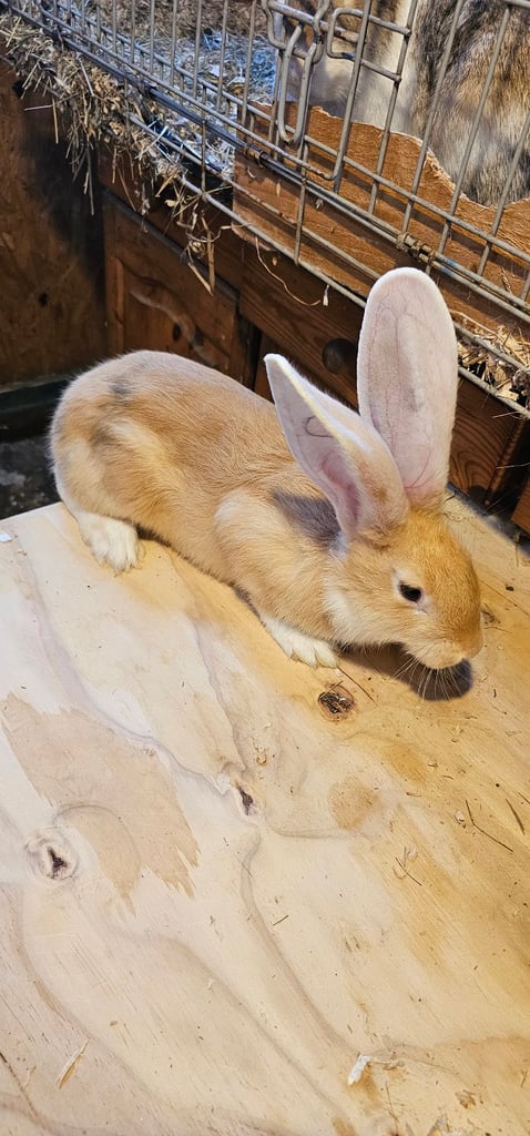 Continental Giant Merle Rabbits Rabbit