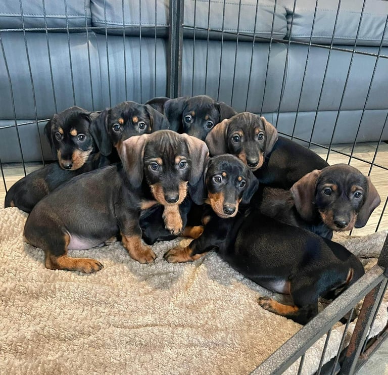 Dachshund Girls Ready Now Fully Vaccinated 