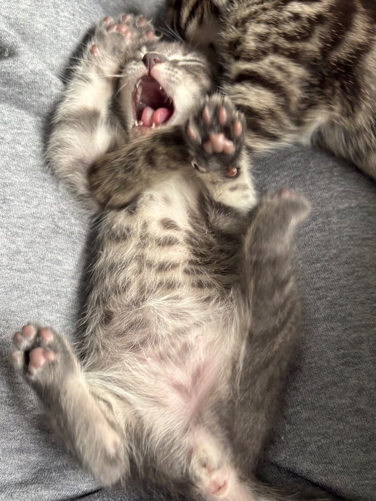 Russian Blue Bengals for Sale
