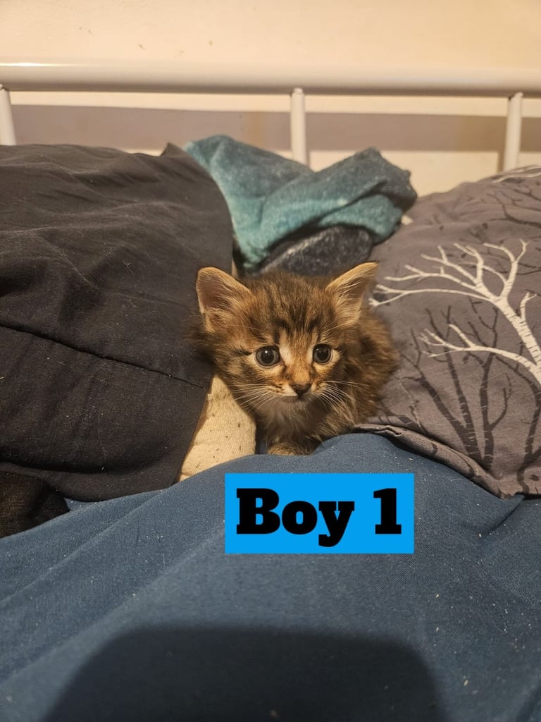 X5 Maine coon x Norwegian forest 