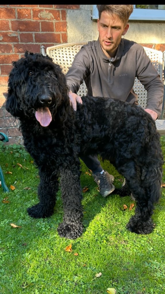 Bruno.Wonderful 1 year old Bermedoodle  Seeks New Bestie