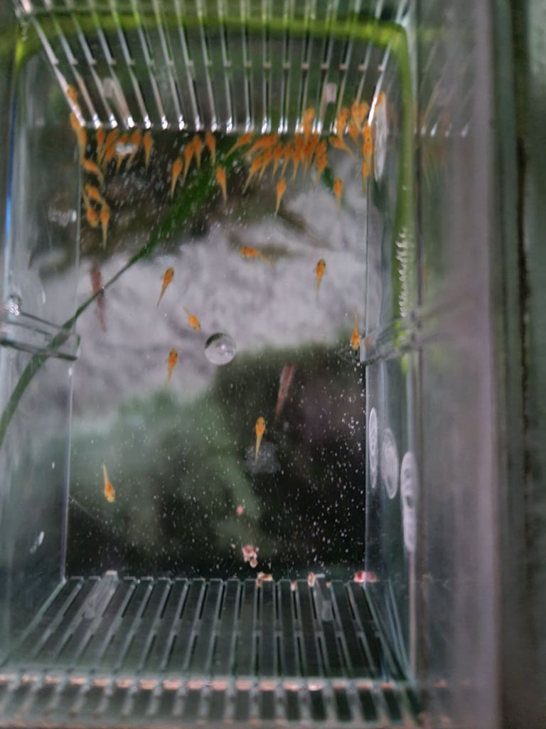 Super Red bristlenose plecos