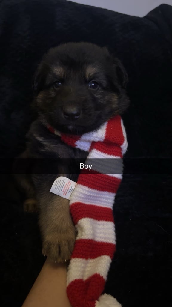 image for German shepherd pups