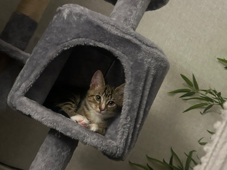 2 tabby little brother kittens must stay together ❤️