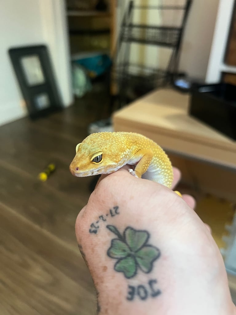 Reptile and invertebrate experience 