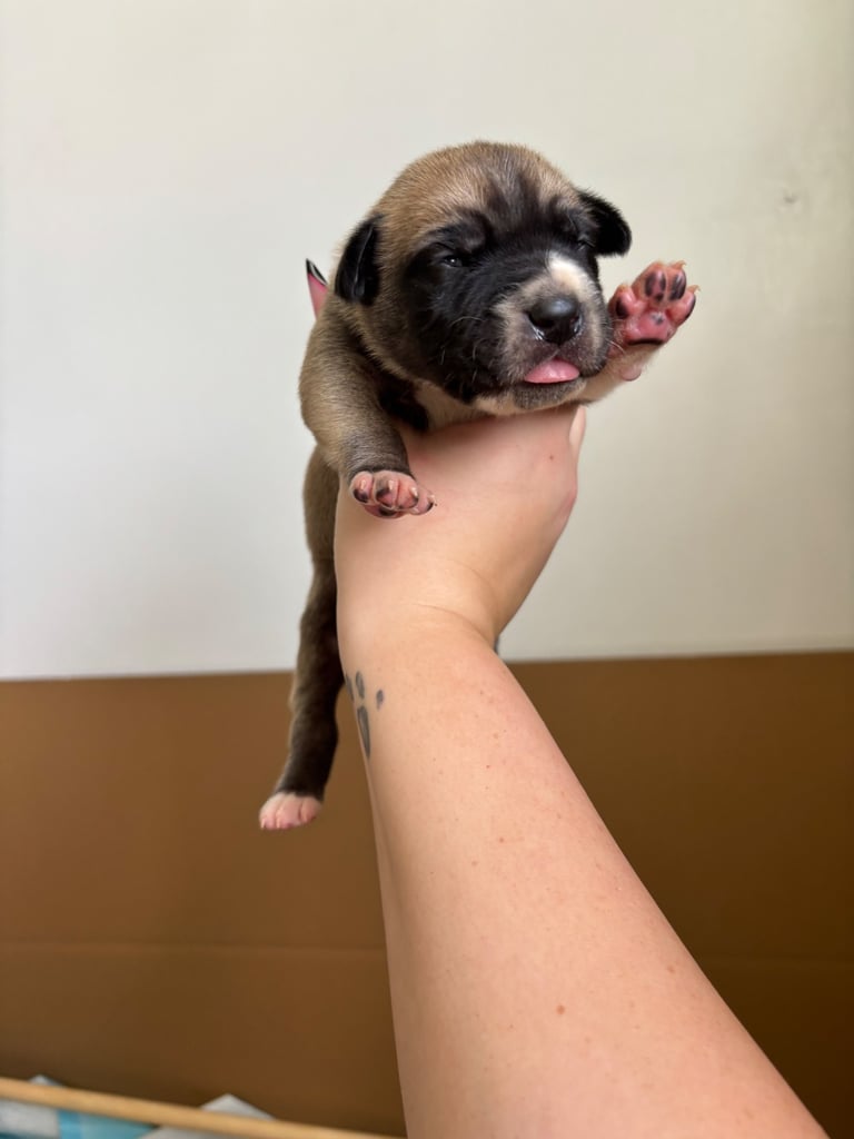 Bull-Herder for sale | 6 boys | 4 Girls