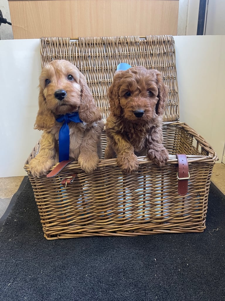 Red cockapoo puppies 