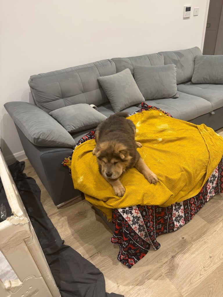 Chow chow pup one for 