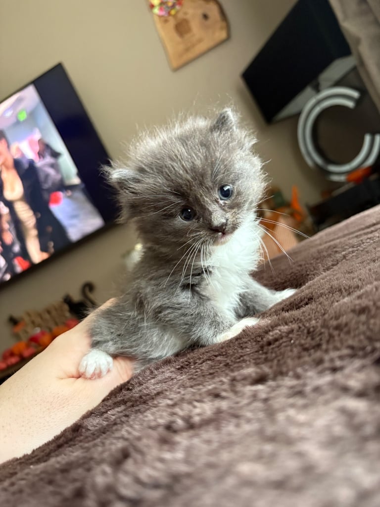 Beautiful Russian blue x British shorthair kittens 