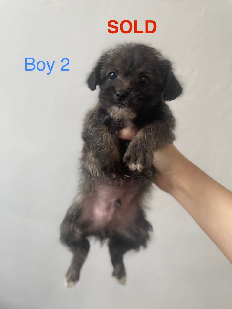 Beautiful Jack-Tzu puppies in Derby