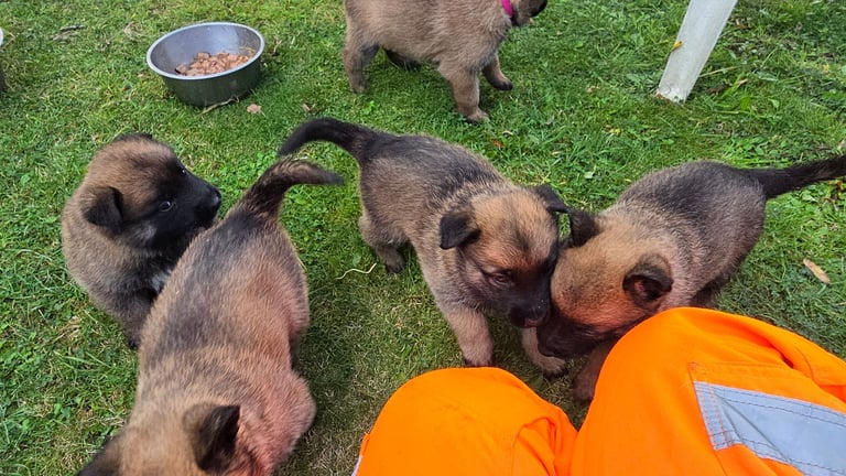 STILL AVAILABLE *LAST 2 FEMALES LEFT £600* Belgian Malinois Puppies 