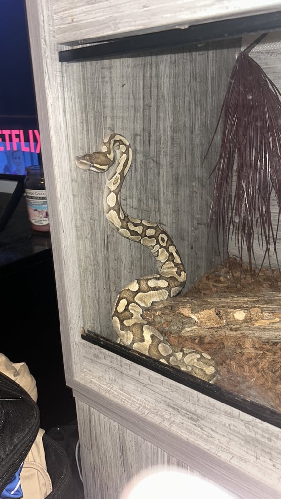 Ball Python and 4ft vivarium and cabinet 