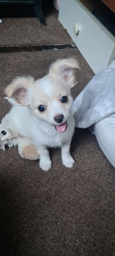 Puppy boy chihuahua.. 