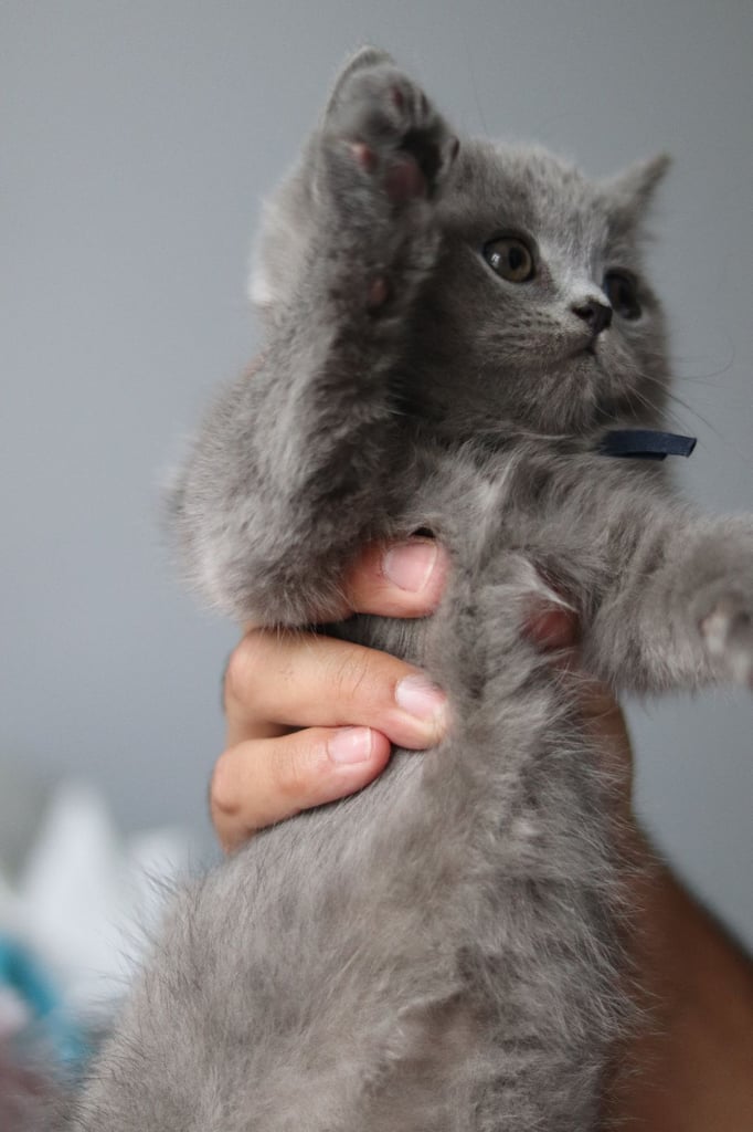 1 Boy left!!✨ GCCF Registered Imported bloodlinesBsh Kittens✨