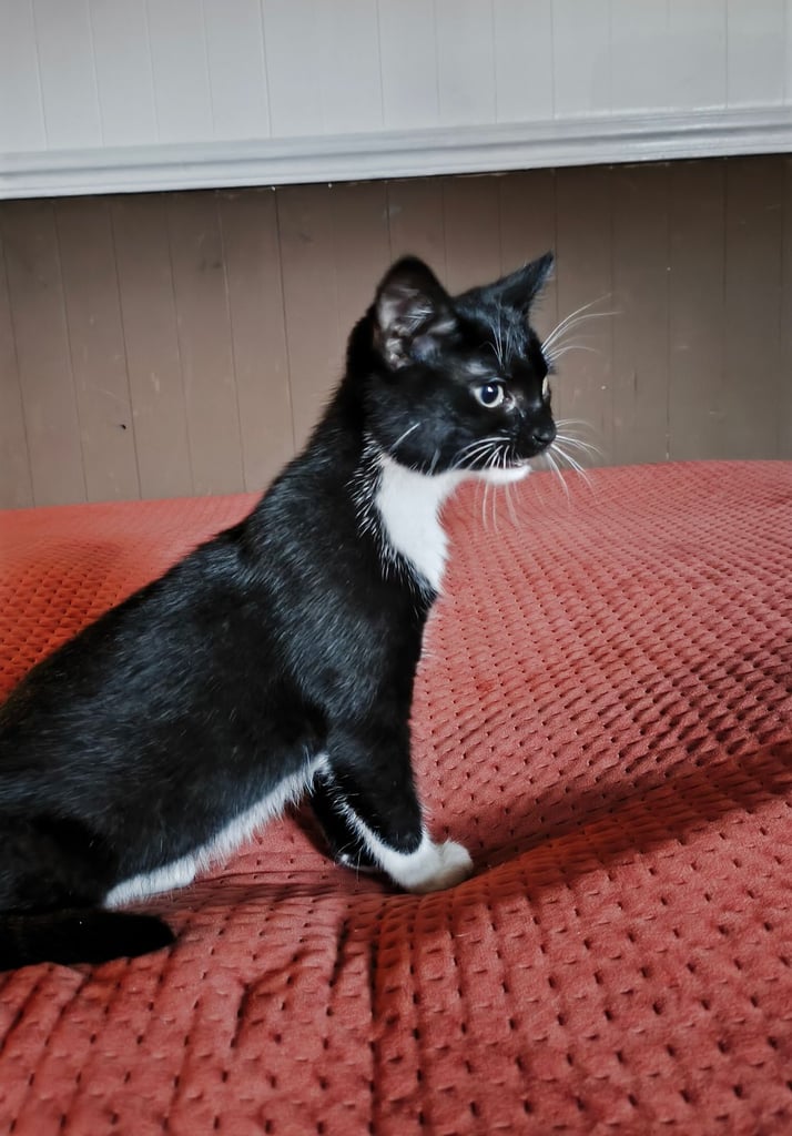  Black & White Kittens  🐾 Classic 